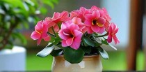 养长寿花十大禁忌是什么