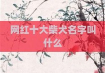 网红十大柴犬名字叫什么
