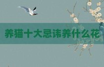 养猫十大忌讳养什么花
