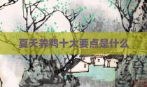 夏天养鸭十大要点是什么