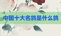 中国十大名鸽是什么鸽