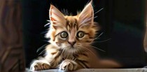 梦见猫狗是什么意思