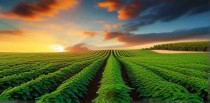 农业种植十大忌讳是什么