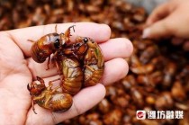 知了猴凭什么比龙虾还贵？山东河南人年年抢着吃的原因找到了