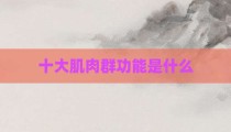 十大肌肉群功能是什么