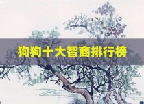 狗狗十大智商排行榜