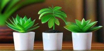 十大绿植排名第一名是什么