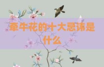 牵牛花的十大忌讳是什么