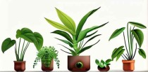 十大植物的作用是什么