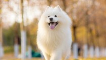 养狗想看家？先分清陪伴犬和护卫犬
