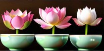 碗莲十大忌讳是什么