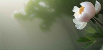 十大最美牡丹壁纸高清