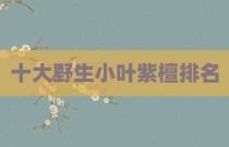 十大野生小叶紫檀排名