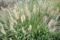 为什么动植物不把自己进化得难吃，从而避免被吃掉？