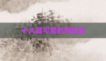 十大最可爱的狗短腿