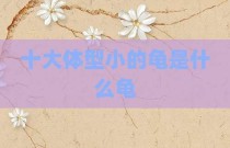 十大体型小的龟是什么龟