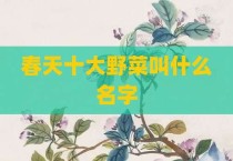 春天十大野菜叫什么名字