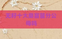 无籽十大桑葚苗分公母吗
