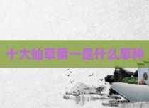 十大仙草第一是什么草种