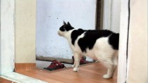 猫咪多久才会忘掉自己的主人？答案让人心疼
