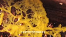 黏菌没有大脑，为什么还能走迷宫、搭出高效网络？