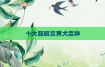 十大聪明贵宾犬品种
