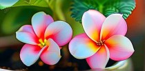 养花十大忌讳是什么花呢