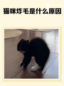 猫咪身上究竟有多少bug？教你几招科学养猫