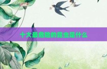 十大最危险的昆虫是什么