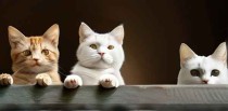 十大禁养猫都是什么