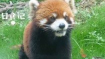 全球可爱动物前五名：小熊猫为什么能排第一？