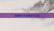 钓到的十大鲨鱼是什么鱼