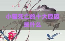 小猫死亡的十大原因是什么