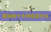 猫咪的十大伴侣是什么