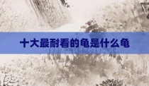 十大最耐看的龟是什么龟