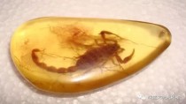 既然琥珀里的昆虫万年不腐，古人为什么不用琥珀来给尸体做防腐？