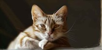 孕妇梦见猫是什么意思