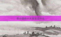 养小猫的十大危害是什么