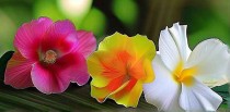 世界十大名花叫什么