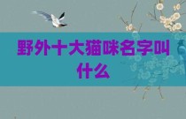 野外十大猫咪名字叫什么