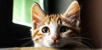 猫咪的十大弱点是什么？
