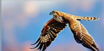 空中最快的十大猛禽是什么