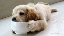 狗挑食其实是在拿捏你，谁先心软谁就输