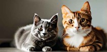 养猫的十大功效是什么