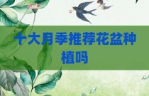 十大月季推荐花盆种植吗