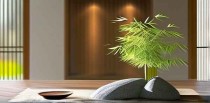 养云竹十大禁忌是什么呢