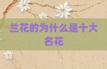 兰花的为什么是十大名花