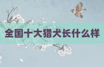 全国十大猎犬长什么样