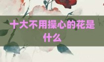 十大不用操心的花是什么
