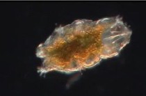 高温火焰，是所有碳基生物的噩梦